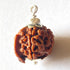 Natural Rudraksha With Silver Plated Capping Lab Tested