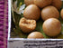 Naturogin Nuvvu Laddu | Til Ke Laddu