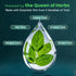 BabyOrgano Panch Tulsi Drops