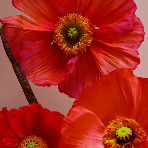 Oriflame Poppy & Vanilla Hand & Body Wash