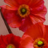 Oriflame Poppy & Vanilla Hand & Body Wash