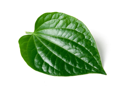 Paan leaves| Betel Leaves