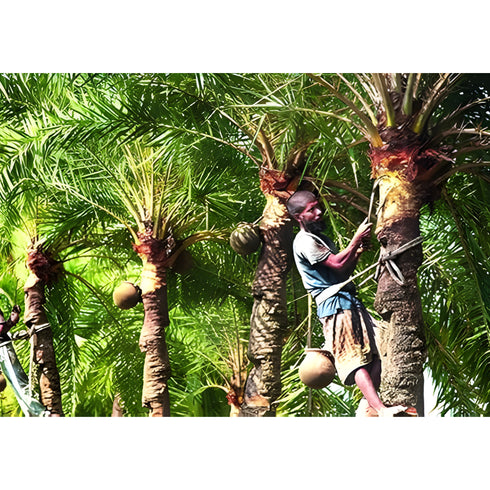 Bengal Made Khejur Gurer Patali | Date Palm Jaggery-500g