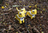 BOX SET of 12 DIY Mini Endangered Animals Paper Craft Kits