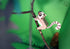 BOX SET of 12 DIY Mini Endangered Animals Paper Craft Kits