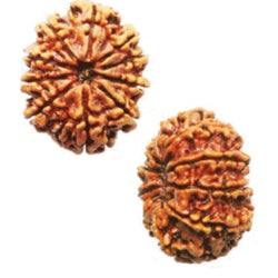 Natural 10 Face Rudraksh Nepal Origin Lab Tested