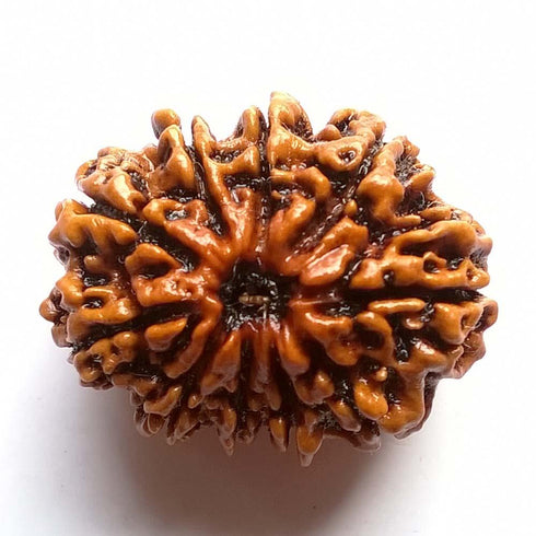 Natural 10 Face Rudraksh Nepal Origin Lab Tested