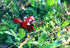 BOX SET of 12 DIY Mini Endangered Animals Paper Craft Kits
