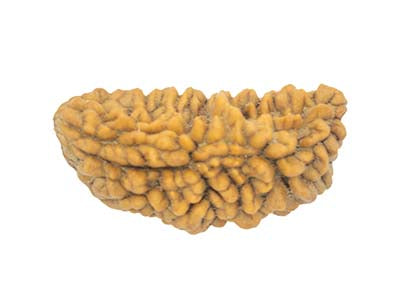 Patanjali 1 Mukhi Rudraksha Without Cap