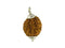 Patanjali 2 Mukhi Rudraksha With Cap