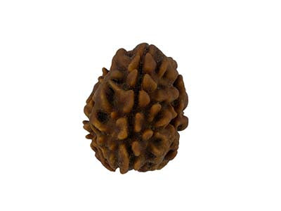 Patanjali 3 Mukhi Rudraksha Without Cap
