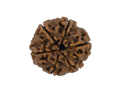 Patanjali 6 Mukhi Rudraksha Without Cap