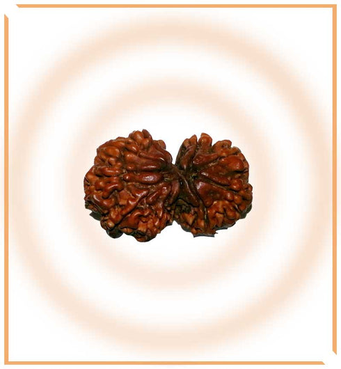 Gaurishankar Rudraksh |Lab Certified