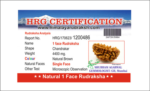 Natural One Face Rudraksha
