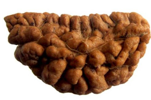Natural One Face Rudraksha