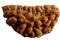 Natural One Face Rudraksha