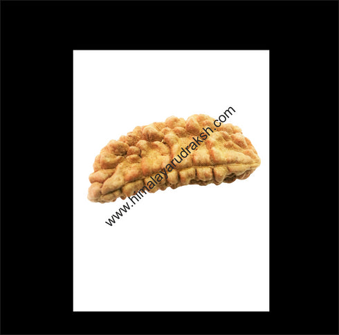 Natural One Face Rudraksha