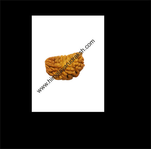 Natural One Face Rudraksha