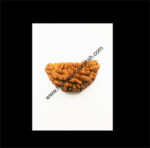 Natural One Face Rudraksha