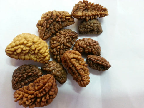 Natural One Face Rudraksha