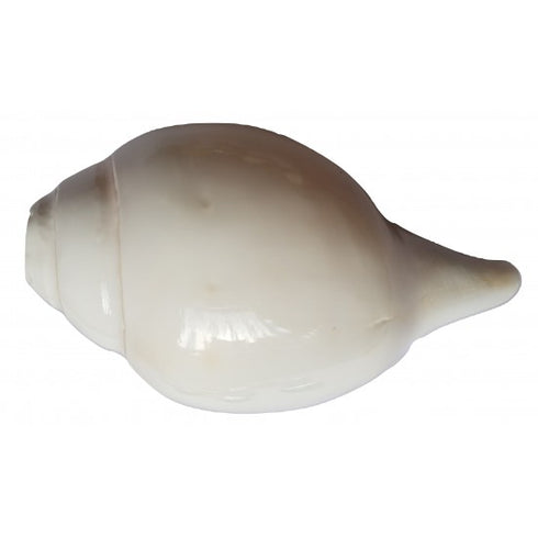 Pushkar Certified Blowing Vamavarti Shankh White Shankh (9 Inch)