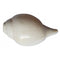 Pushkar Certified Blowing Vamavarti Shankh White Shankh (9 Inch)