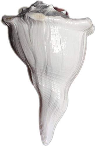 Pushkar Certified Dakshinavarti Shankh Lakshmi Shankh (7 Inch)