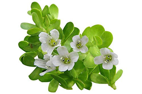 Luxura Sciences Organic Brahmi Oil for Hair Growth