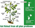 Chipku Pure Cold Pressed Water Soluble neem Oil for Spray on Plants and Garden