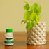 TrustBasket neem Oil for Plants 100ml