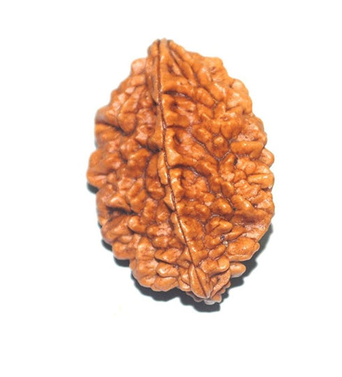 Dwi Mukhi Rudrakshaa