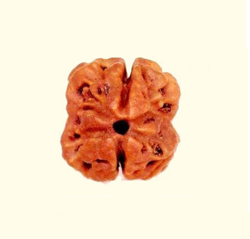 Dwi Mukhi Rudrakshaa