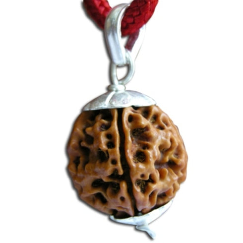 Tri Mukhi Rudrakshaa