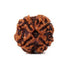 Chatur Mukhi Rudrakshaa