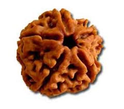 Pancha Mukhi Rudrakshaa