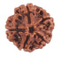 Pancha Mukhi Rudrakshaa