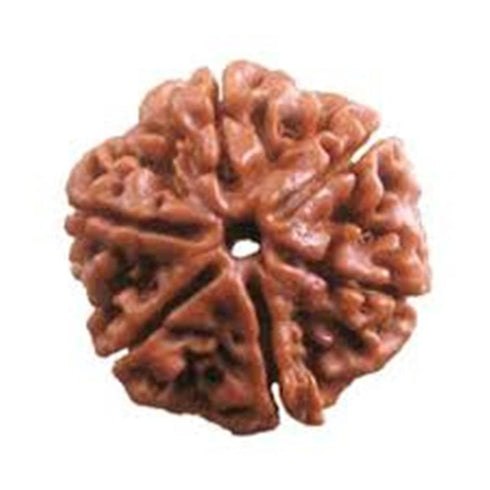 Shan Mukhi Rudraksha
