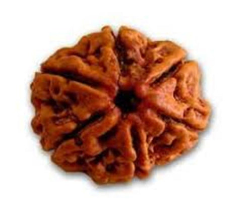 Shan Mukhi Rudraksha