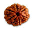Shan Mukhi Rudraksha