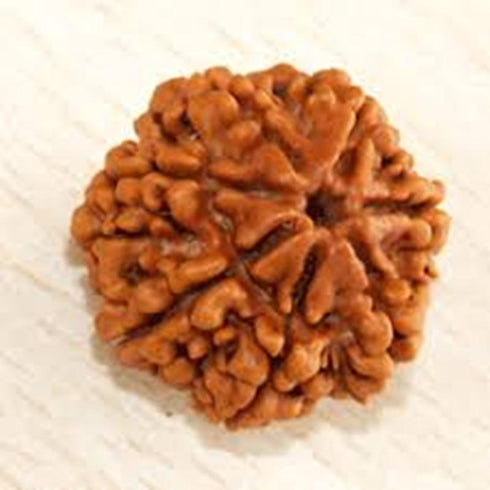 Sapta Mukhi Rudrakshaa