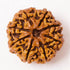 Ashta Mukhi Rudraksha