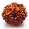 Ashta Mukhi Rudraksha