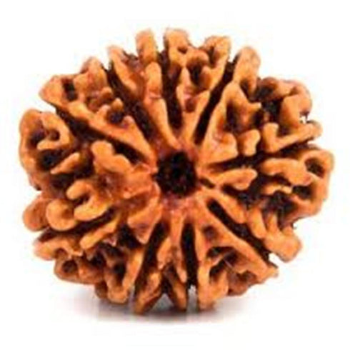 Nava Mukhi Rudraksha