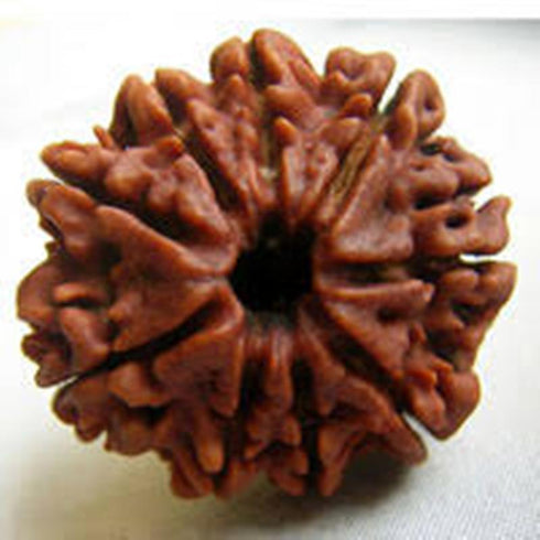 Nava Mukhi Rudraksha
