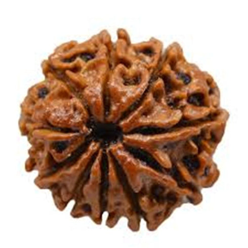 Dash Mukhi Rudrakshaa