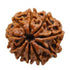 Dash Mukhi Rudrakshaa
