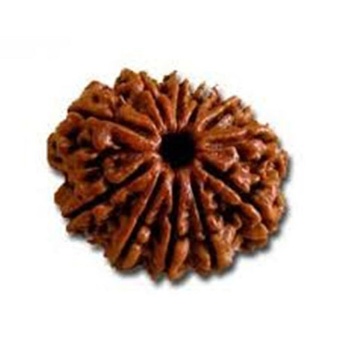 Ekaadasha Mukhi Rudraksha