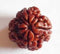 Ekaadasha Mukhi Rudraksha