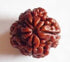 Ekaadasha Mukhi Rudraksha