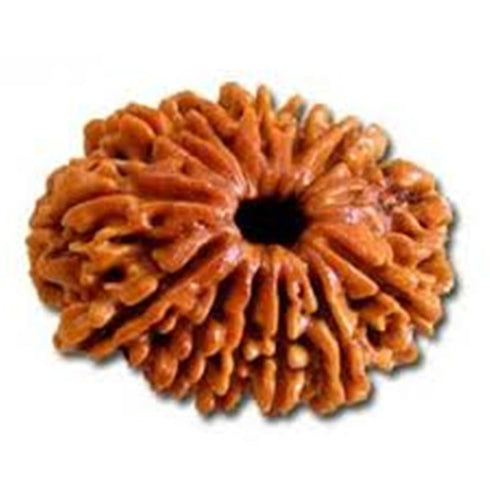 Dvaadasha Mukhi Rudraksha